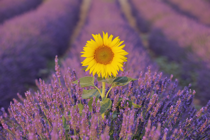 Sunflower in Lavender field.